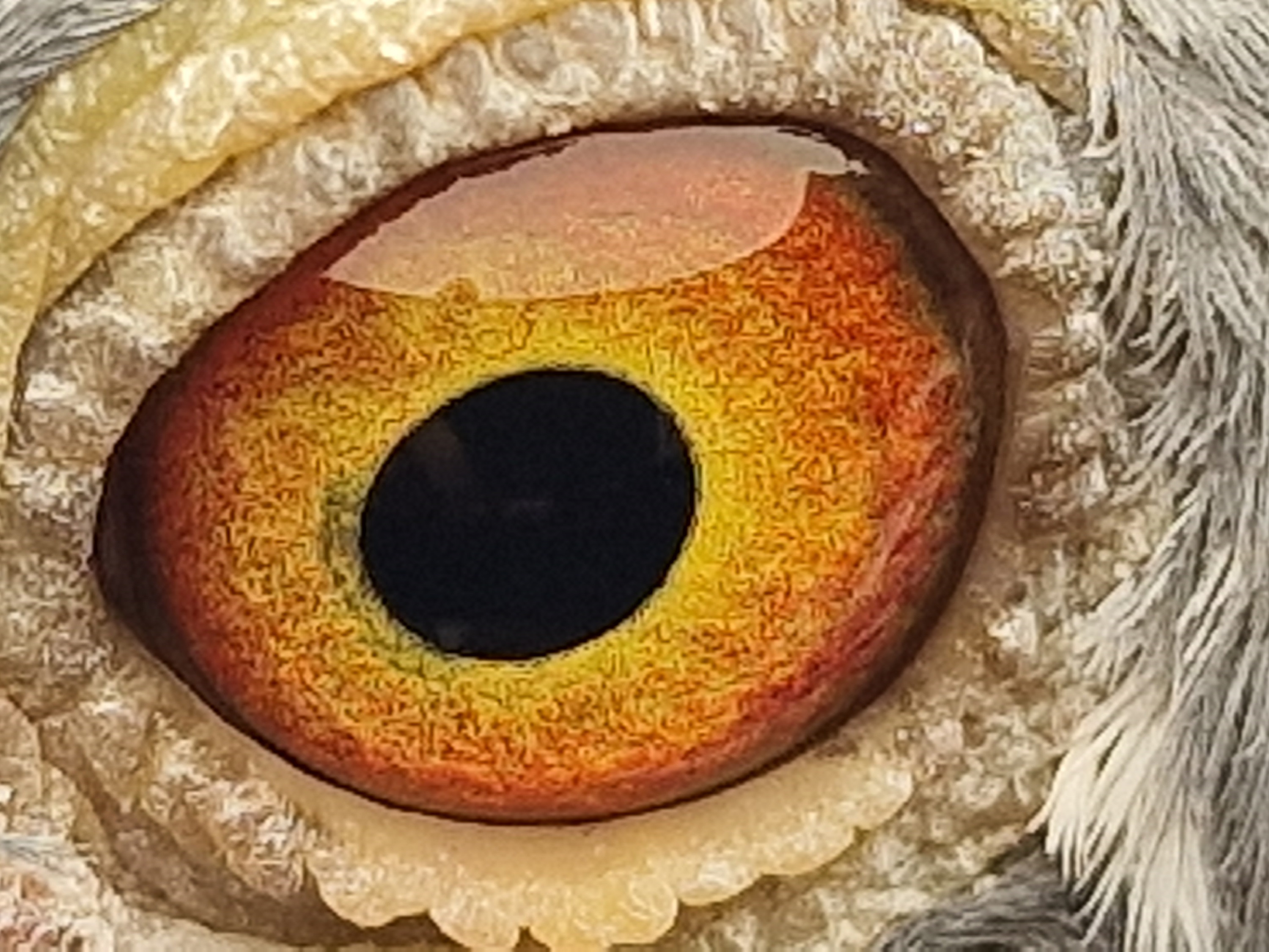 Pigeon eye